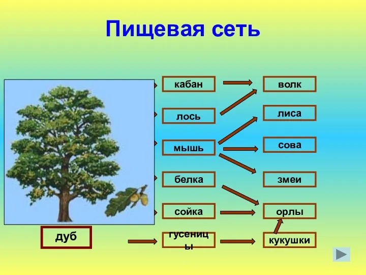 Пищевая сеть белка кабан кукушки гусеницы сойка мышь лось лиса сова змеи орлы волк дуб