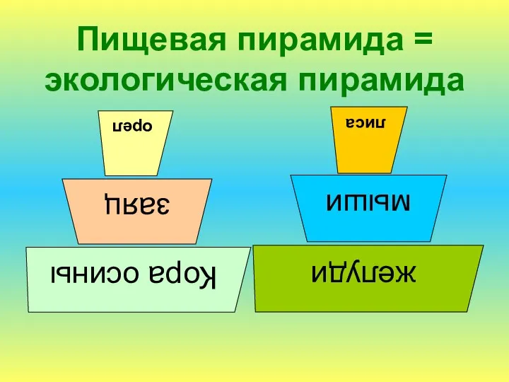 Пищевая пирамида = экологическая пирамида заяц Кора осины орел желуди мыши лиса