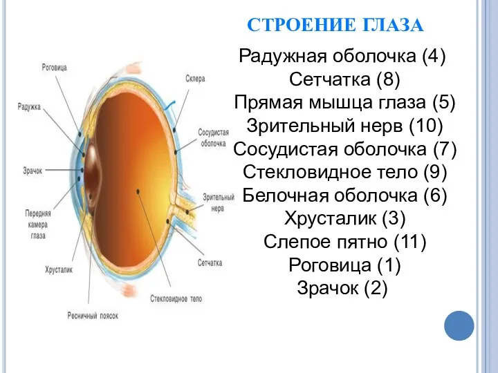 СТРОЕНИЕ ГЛАЗА Радужная оболочка (4) Сетчатка (8) Прямая мышца глаза