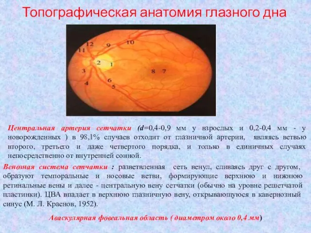 Топографическая анатомия глазного дна Центральная артерия сетчатки (d=0,4-0,9 мм у