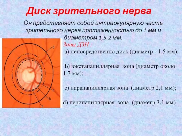 Диск зрительного нерва Он представляет собой интраокулярную часть зрительного нерва