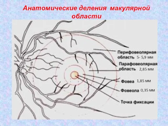 Анатомические деления макулярной области 5- 5,9 мм 2,85 мм 0,35 мм 1,85 мм