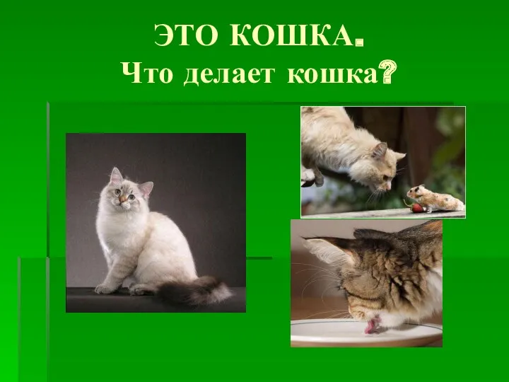 ЭТО КОШКА. Что делает кошка?