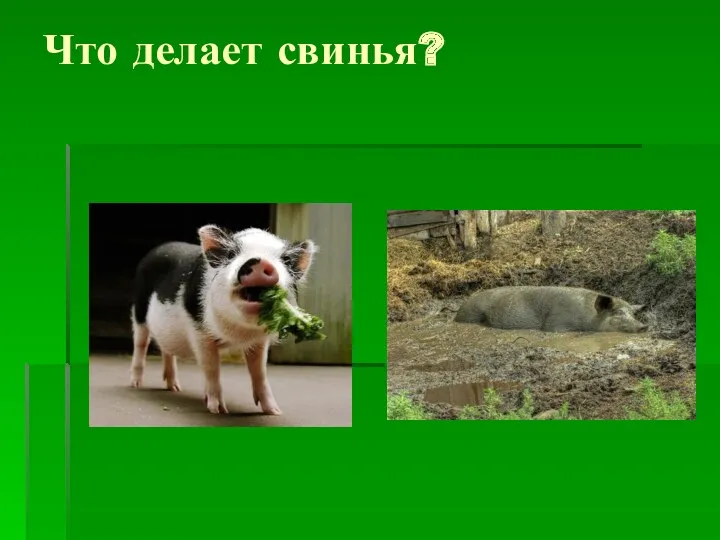 Что делает свинья?