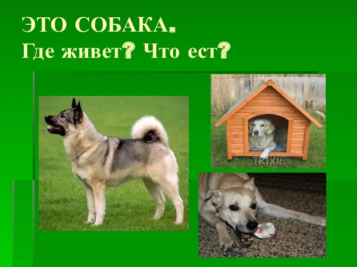 ЭТО СОБАКА. Где живет? Что ест?