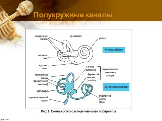 Полукружные каналы