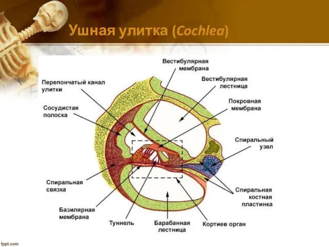 Ушная улитка (Cochlea)