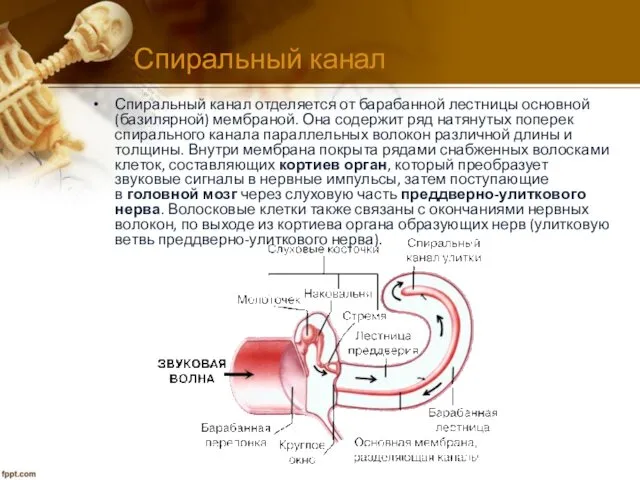 Спиральный канал Спиральный канал отделяется от барабанной лестницы основной (базилярной)