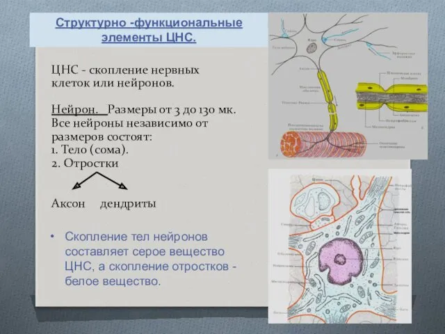 ЦНС - скопление нервных клеток или нейронов. Нейрон. Размеры от