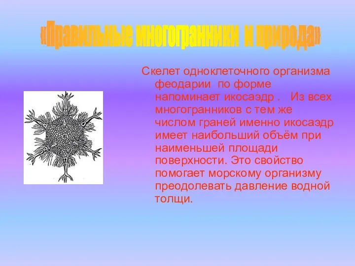 Скелет одноклеточного организма феодарии по форме напоминает икосаэдр . Из