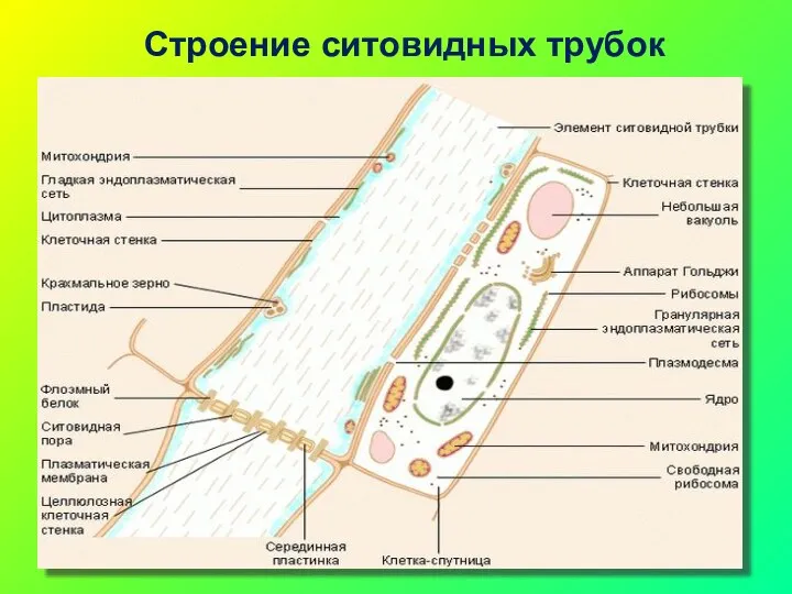 Строение ситовидных трубок