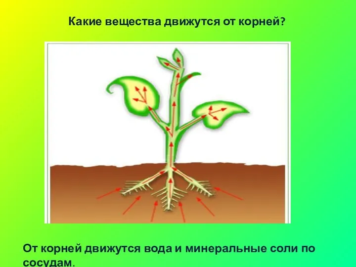 Какие вещества движутся от корней? От корней движутся вода и минеральные соли по сосудам.