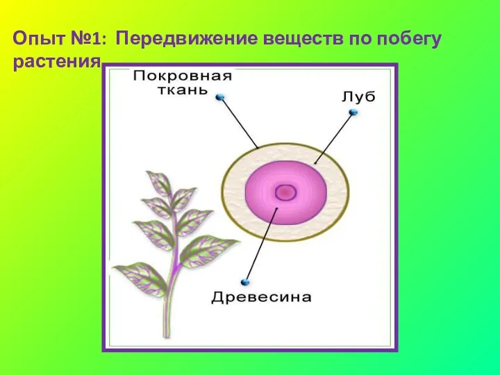 Опыт №1: Передвижение веществ по побегу растения