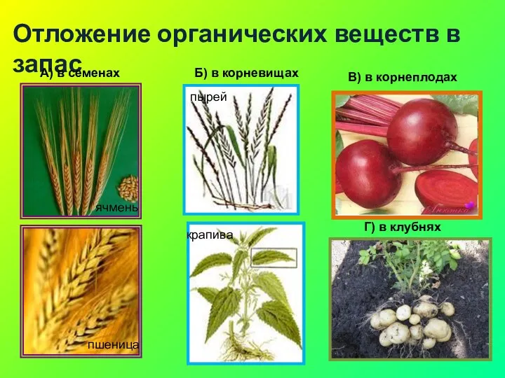 Отложение органических веществ в запас А) в семенах Б) в