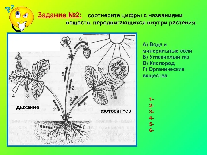 Задание №2: соотнесите цифры с названиями веществ, передвигающихся внутри растения.