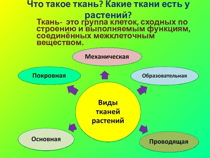 Ткань- это группа клеток, сходных по строению и выполняемым функциям,