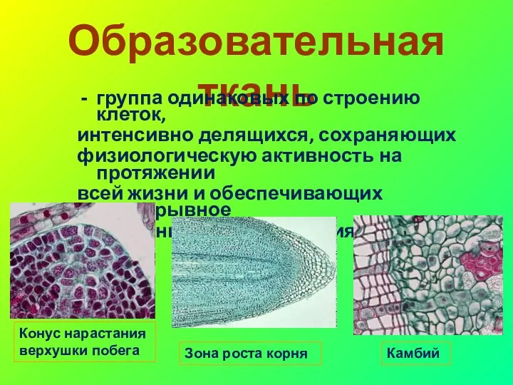 Образовательная ткань группа одинаковых по строению клеток, интенсивно делящихся, сохраняющих