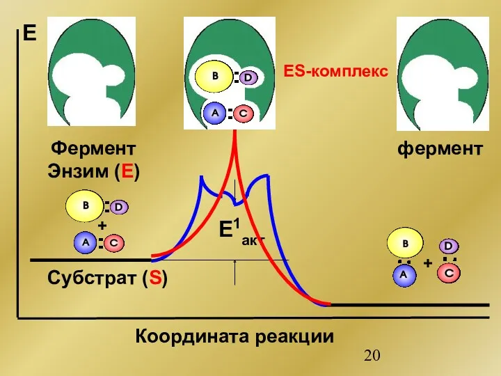 + + E1акт Е Координата реакции Фермент Энзим (Е) фермент ES-комплекс Субстрат (S)