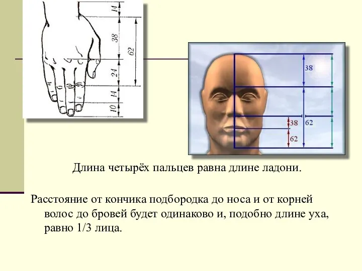 Длина четырёх пальцев равна длине ладони. Расстояние от кончика подбородка до носа и