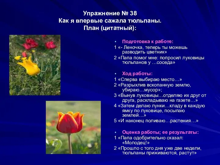 Упражнение № 38 Как я впервые сажала тюльпаны. План (цитатный):