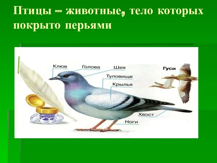 Птицы – животные, тело которых покрыто перьями