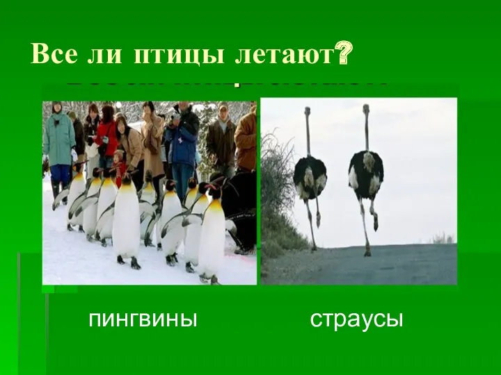 Все ли птицы летают? пингвины страусы