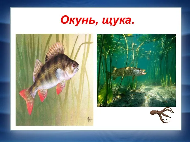 Окунь, щука.