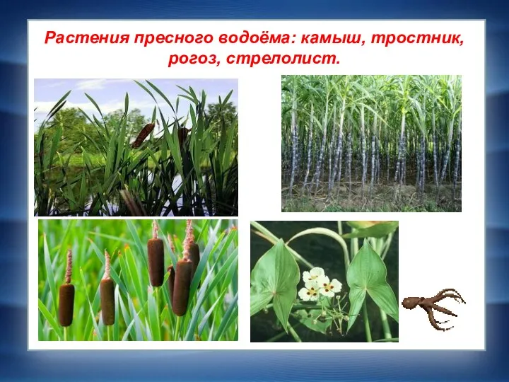 Растения пресного водоёма: камыш, тростник, рогоз, стрелолист.