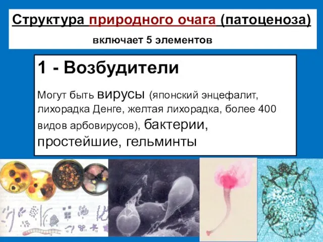 Структура природного очага (патоценоза) включает 5 элементов 1 - Возбудители