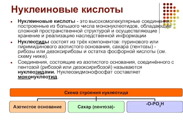 Нуклеиновые кислоты Нуклеиновые кислоты - это высокомолекулярные соединения, построенные из