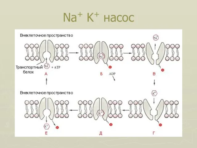 Na+ K+ насос