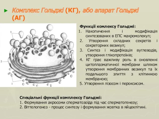 Комплекс Гольджі (КГ), або апарат Гольджі (АГ) Функції комлексу Гольджі: