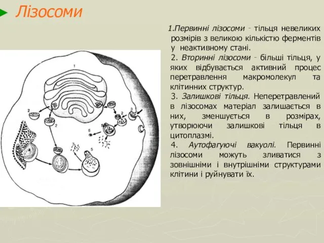 Лізосоми Первинні лізосоми ‑ тільця невеликих розмірів з великою кількістю