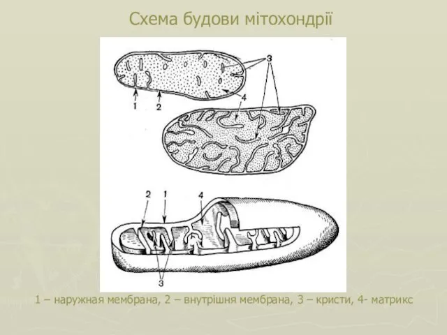 1 – наружная мембрана, 2 – внутрішня мембрана, 3 – кристи, 4- матрикс Схема будови мітохондрії