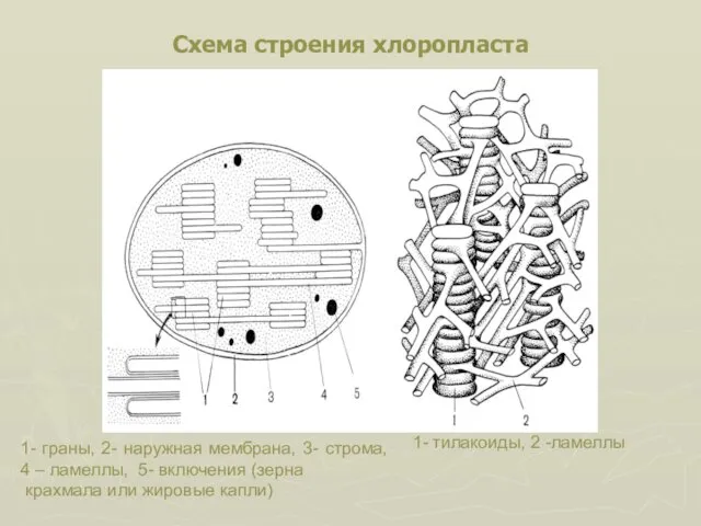 Схема строения хлоропласта 1- граны, 2- наружная мембрана, 3- строма,