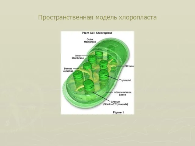 Пространственная модель хлоропласта