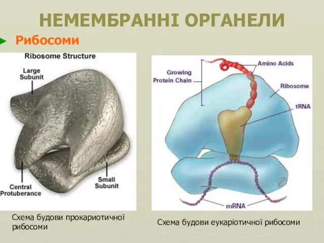 НЕМЕМБРАННІ ОРГАНЕЛИ Рибосоми Схема будови прокариотичної рибосоми Схема будови еукаріотичної рибосоми