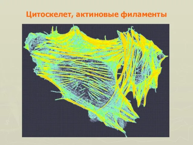 Цитоскелет, актиновые филаменты