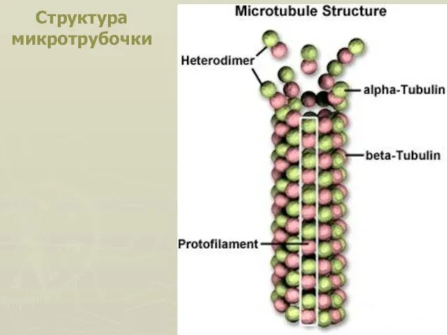 Структура микротрубочки