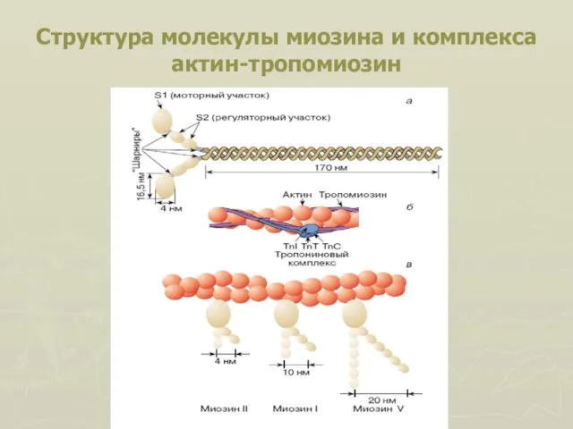 Структура молекулы миозина и комплекса актин-тропомиозин