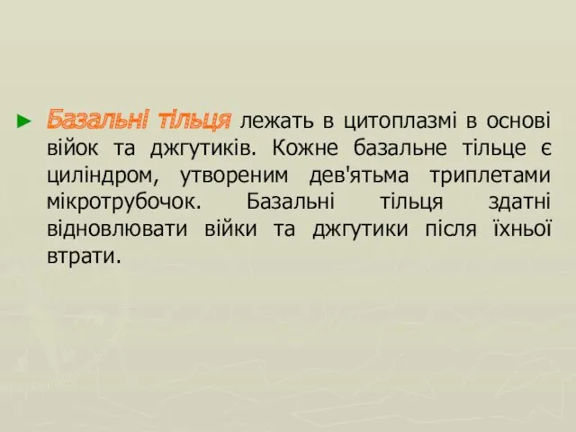 Базальні тільця лежать в цитоплазмі в основі війок та джгутиків.