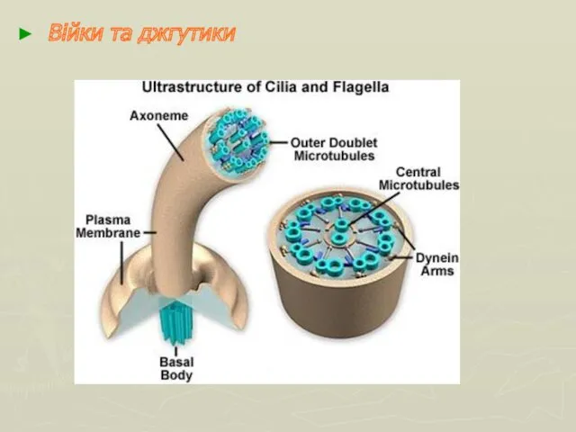 Війки та джгутики