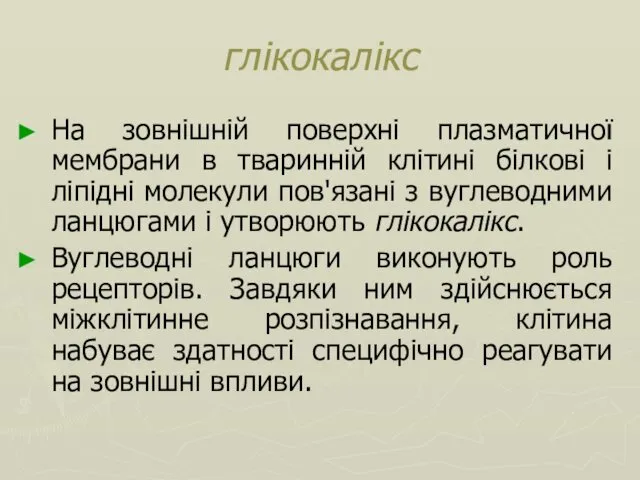 глікокалікс На зовнішній поверхні плазматичної мембрани в тваринній клітині білкові