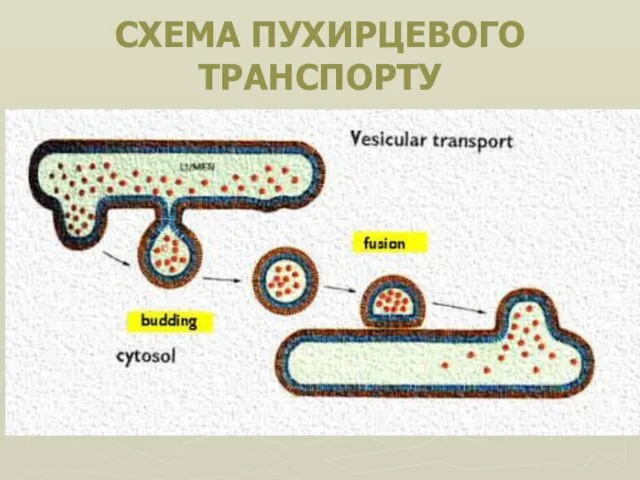 СХЕМА ПУХИРЦЕВОГО ТРАНСПОРТУ