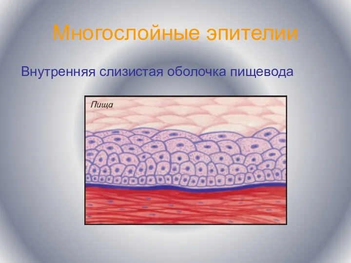 Многослойные эпителии Внутренняя слизистая оболочка пищевода