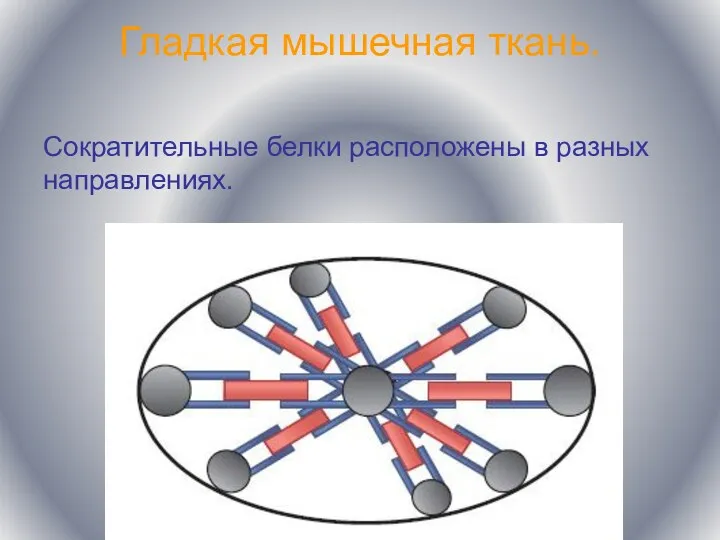 Гладкая мышечная ткань. Сократительные белки расположены в разных направлениях.