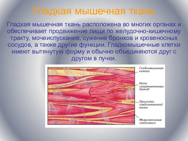 Гладкая мышечная ткань Гладкая мышечная ткань расположена во многих органах и обеспечивает продвижение