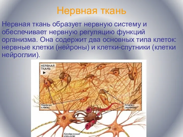 Нервная ткань Нервная ткань образует нервную систему и обеспечивает нервную регуляцию функций организма.