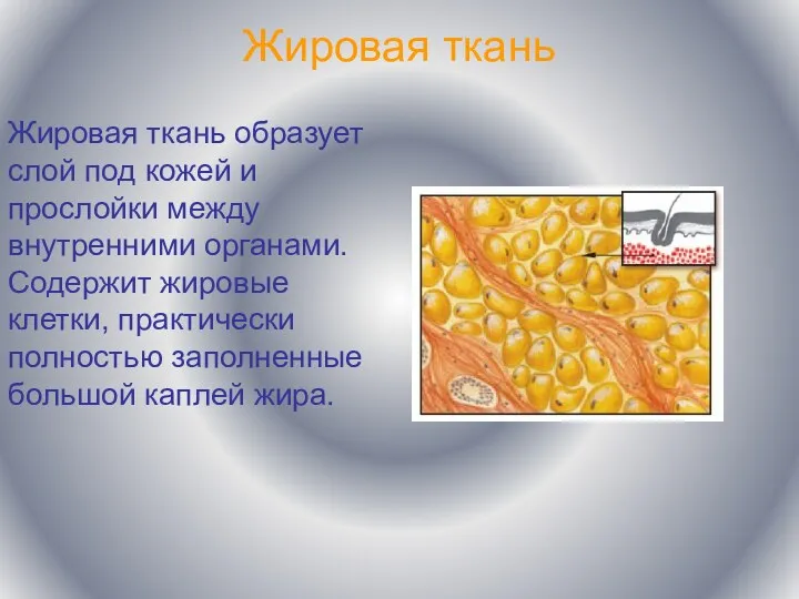 Жировая ткань Жировая ткань образует слой под кожей и прослойки между внутренними органами.