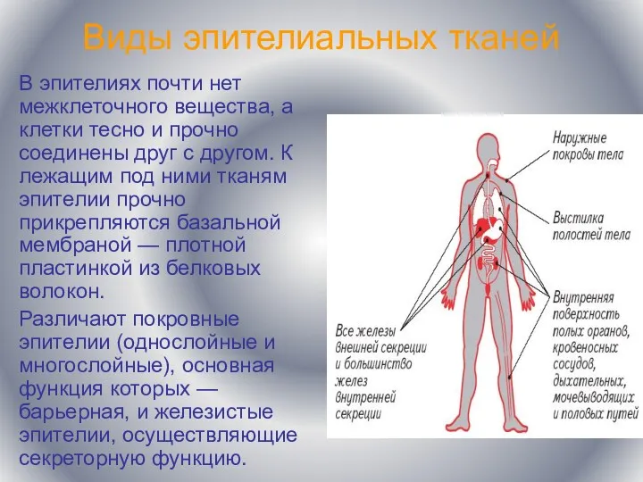 Виды эпителиальных тканей В эпителиях почти нет межклеточного вещества, а клетки тесно и